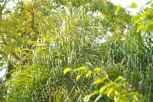 Normanbya normanbyi, Wodyetia bifurcata AK Irvine or Foxtail palm or ARECACEAE or PALMAE leaves or leaves of betel palm or betel nut or leaves of palm and sky photo