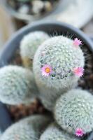 Mammillaria carmenae ,Mammillaria or cactus or succulent or Mammillaria carmenae with pink flower photo