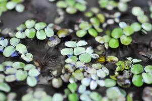 agua lechuga ,sin tallo agua planta o lenteja de agua foto