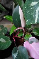 Philodendron , Philodendron Pink Princess or bicolor plant or pink and green plant photo