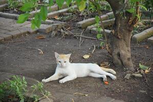 Wild white cats roam the city parks. photo