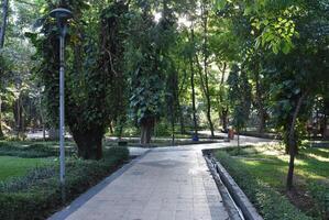 Lush green botanical gardens - tall shady trees and neat paved paths with rubbish bin facilities. photo