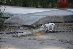 Wild white cats roam the city parks. photo