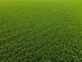 Texture realistic green grass background top view photo