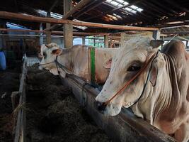 agricultores tener empezado media vacas en preparación para el eid al qurban fiesta foto