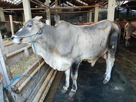 agricultores tener empezado media vacas en preparación para el eid al qurban fiesta foto