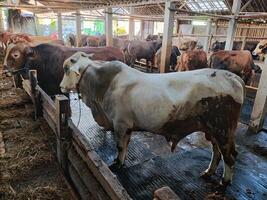 agricultores tener empezado media vacas en preparación para el eid al qurban fiesta foto