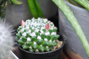 Mammillaria or Mammillaria erusamu f or rebutia minuscula, cactus or succulent with flower photo