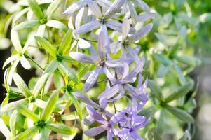 Sandpaper vine, Purple wreath or Queens wreath or purple flower photo