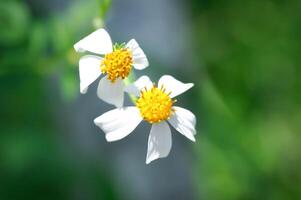 Beggars tick, Bidens Alba, Bidens pilosa or Bidens pilosa L, Black jack or Broom stick or Broom stuff or Cobblers pegs, Devils needles or Hairy beggar ticks or Hairy bidens or Spanish needle photo