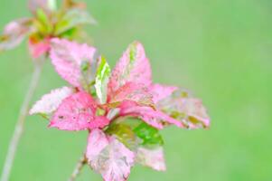 Chinese rose, hibiscus or Hibiscus Rosa Sinensis Variegata or MALVACEAE or Hibiscus rosa sinensis L Cooperi photo