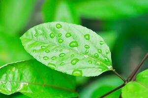 pasión Fruta planta, pasionaria edulis o maracuyá o maracuyá hoja y lluvia soltar foto