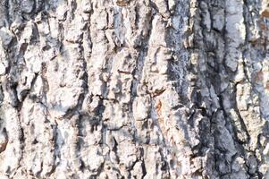 tree bark or bark , Alstonia scholaris or APOCYNACEAE or Devil Tree or White Cheesewood or Devil Bark or Black Board Tree photo