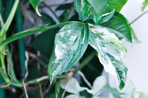 Syngonium podophyllum, Arrowhead Vine or Goosefoot Plant or Araceae photo