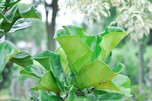 Ficus lyrata Warb, MORACEAE or Fiddle leaf fig photo