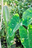 Colocasia milky way or Colocasia variegated photo