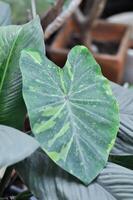 colocasia esculenta, limón Lima geco o colocasia foto