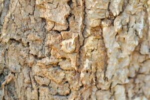 tree bark or bark , Alstonia scholaris or APOCYNACEAE or Devil Tree or White Cheesewood or Devil Bark or Black Board Tree photo