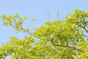 dita, diablo árbol o Altonia Scholaris y cielo foto