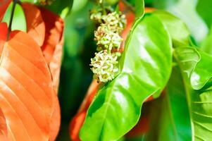 santol tree and santol flowers or Sandoricum koetjape , MELIACEAE or Santol or Sentul or Red Sentol or Yellow Sentol photo