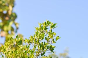 secretario árbol o ficus annulata o ficus bengalí planta y cielo foto