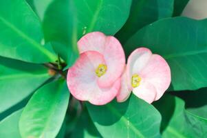 Christ Thorn, Euphorbia milii or pink flower photo