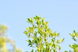 secretario árbol o ficus annulata o ficus bengalí planta y cielo foto