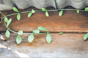 Dischidia oiantha Schltr or Dischidia sp or Dischidia and ficus pumila, climbing fig photo