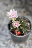 Gymnocalycium ,Gymnocalycium mihanovichii or gymnocalycium mihanovichii variegated with flower or cactus flower photo