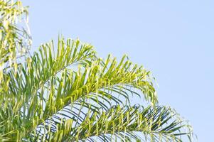 normanbya normando, wodyetia bifurcada Alaska Irvine o cola de zorro palma o arecaceae o palmae hojas o hojas de betel palma o betel nuez o hojas de palma y cielo foto