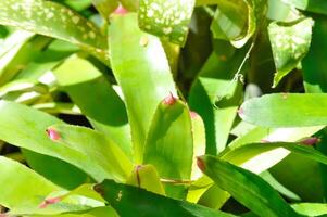 Bromeliad, Aechmea fasciata or Urn Plant or BROMELIACEAE photo