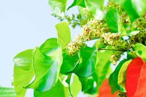 santol tree and santol flowers or Sandoricum koetjape , MELIACEAE or Santol or Sentul or Red Sentol or Yellow Sentol photo