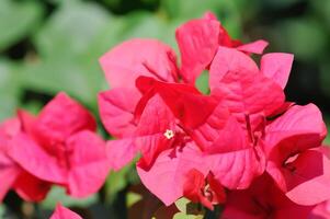 Bougainvillea or paper flower , red paper flower photo