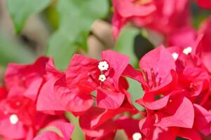 Bougainvillea or paper flower , red paper flower photo