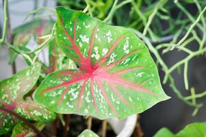 Caladium, Caladium Bicolor Vent or Caladium bicolor photo