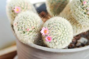 Mammillaria carmenae ,Mammillaria or cactus or succulent or Mammillaria carmenae with pink flower photo