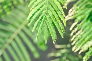 Acacia pennata, Tropical Acacia or Climbing wattle or Acacia or Cha om or FABACEAE or LEGUMINOSAE or MIMOSOIDEAE or MIMOSACEAE photo