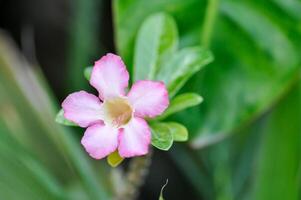 pink bignonia or desert rose photo