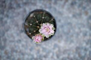 Gymnocalycium ,Gymnocalycium mihanovichii or gymnocalycium mihanovichii variegated with flower or cactus flower photo