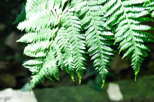 cyathea caracasana, cyathea brownii pequeño australiano larrikin norfolk o árbol helecho o suave árbol helecho o helecho árbol o helecho ,dorado musgo o cadena helecho foto