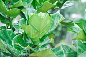 Ficus lyrata Warb, MORACEAE or Fiddle leaf fig photo