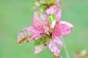 chino rosa, hibisco o hibisco rosa sinensis variegata o malváceas o hibisco rosa sinensis l cooper foto