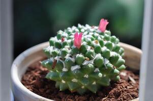 Mammillaria o Mammillaria erusamu F o refutación minúscula con rosado flor o cactus o suculento foto