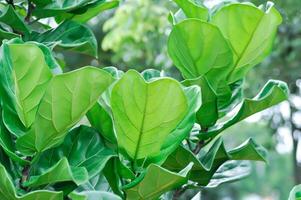 Ficus lyrata Warb, MORACEAE or Fiddle leaf fig photo