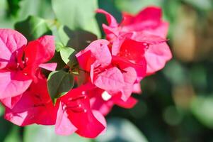 Bougainvillea or paper flower , red paper flower photo