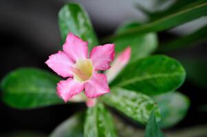 Desert rose, Impala lily or adenium obesum or Roem and Schult or Impala Lily or Pink Bignonia or Mock Azalea photo