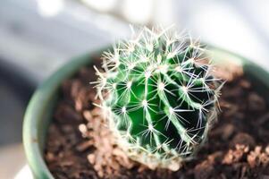 Echinopsis calochlora, Goloden Echinopsis calochlora or cactus photo