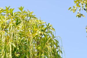 dita, diablo árbol o Altonia Scholaris o blanco queso o diablo ladrar o dita ladrar o negro tablero árbol y semilla en cielo antecedentes foto