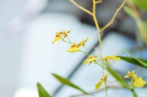 yellow orchid ,orchid or Dendrobium sp or ORCHIDACEAE photo