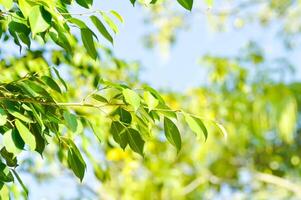 Ficus Benjamina L, Moraceae or Golden Fig or Weeping Fig and sky photo